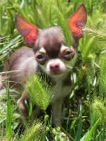 Étalon Chihuahua - heaven's Simba