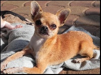 Étalon Chihuahua - Jmd Chalky