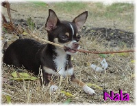 Étalon Chihuahua - guardado's Nala