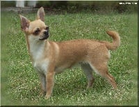 Étalon Chihuahua - Désidéria De misandre