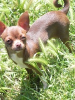 Étalon Chihuahua - guardado's Shakira