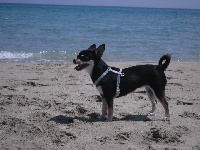 Étalon Chihuahua - top of the hunterberg kennel Tamara