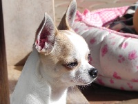 Étalon Chihuahua - Brigitte della perla di kutra
