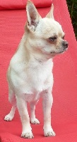 Étalon Chihuahua - Hagar of my pride and joy