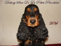 Étalon Cocker Spaniel Anglais - Destiny star (dites d.s.) de la petite pinochere