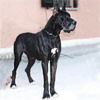 Étalon Dogue allemand - CH. Ophelia-n del Castello Delle Rocche