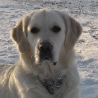 Étalon Golden Retriever - Dayvon lorca du dolmen de laye