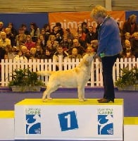 Étalon Labrador Retriever - CH. Champagne celebration of Tintagel Winds