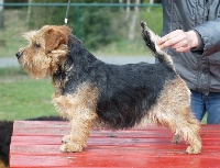 Étalon Norfolk Terrier - Funky-monkey de lieblingpuffe