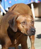 Étalon Rhodesian Ridgeback - Chochai patani Nombeko