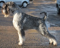 Étalon Schnauzer - CH. artax's angels Destrukcja aka gaja