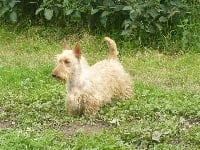 Étalon Scottish Terrier - Divine idyle Chichen Itza