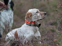 Étalon Setter Anglais - TR. Eho de Meliador