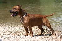 Étalon Staffordshire Bull Terrier - CH. Duke of dunham the fearful of Destiny's Challenge