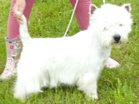 Étalon West Highland White Terrier - Electra De l'etoile du buchet
