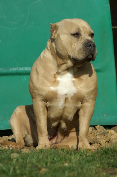 ( american bully ) bigbenbully kimberley the Good Dogs Passion