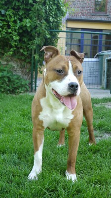 Publication : Of Diamond Eyes 