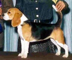 CH. just-wright Calendar girl