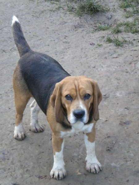 de la rente rouge Diva