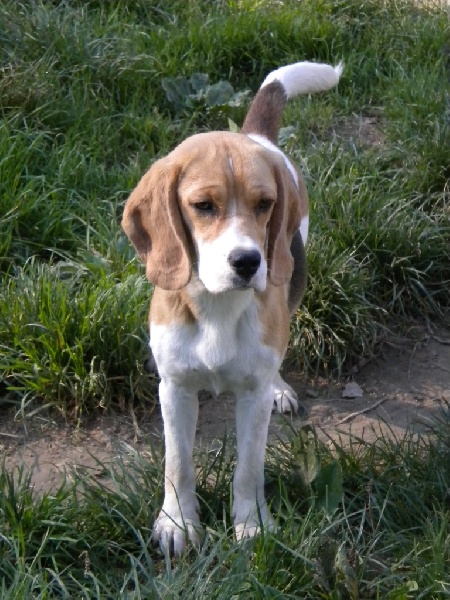 Publication : Du clos machard