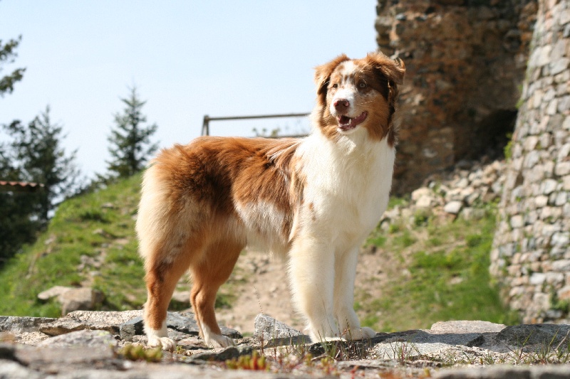 Publication : des Terres d'Urfé