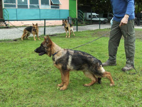 Publication : Du fils de la montagne Auteur : Montanari Daniel