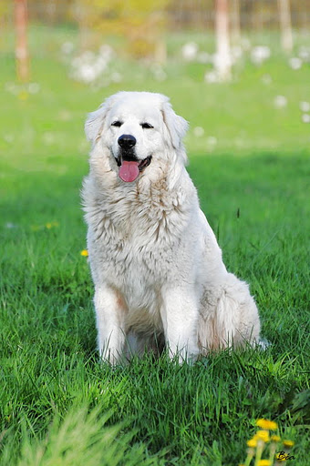 Publication : De kaillhanes