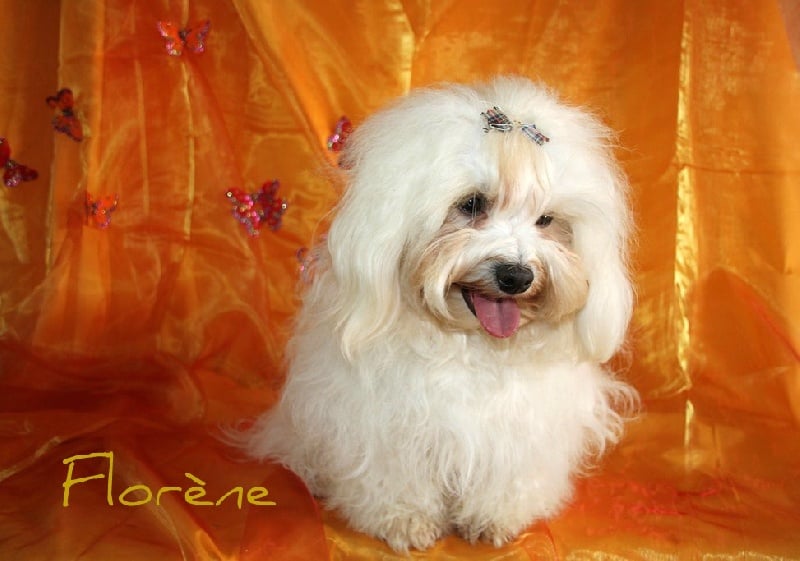 Publication : Du Mas Des Coeurs Poilus Auteur : Langolff Viviane