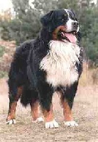 CH. Qaey Van de klaverhoeve