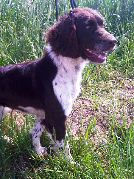 Linda vom buchenhain