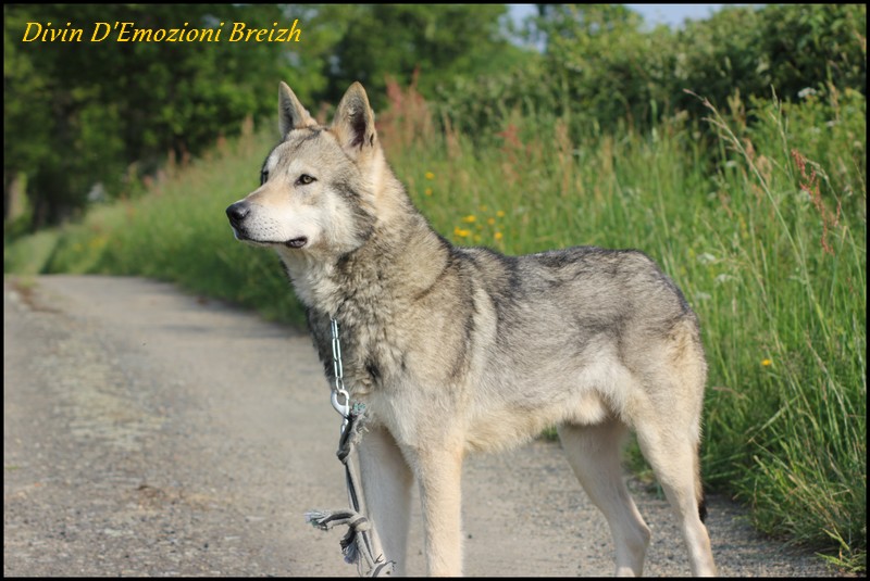 Publication : D'Angéli Fée Auteur : Leroux Laetitia