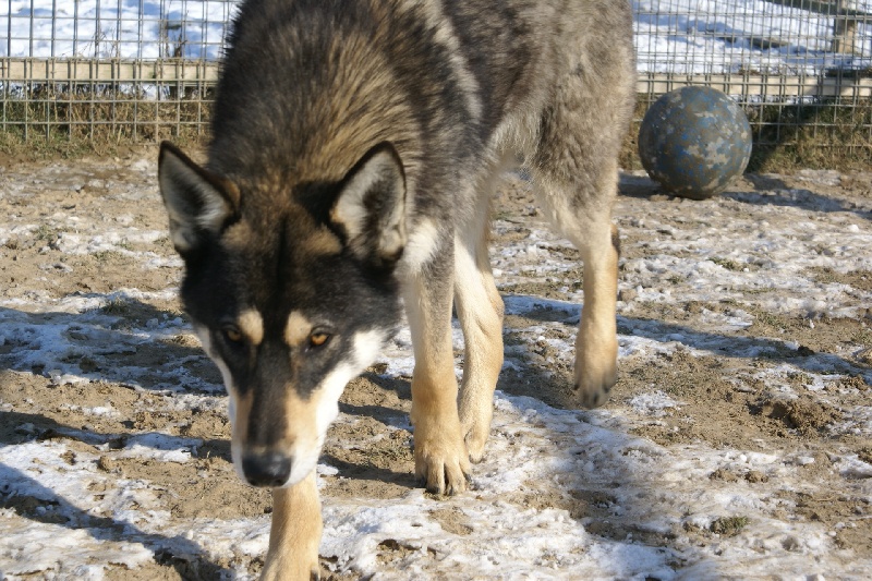 Publication : des vallons de touraine Auteur : pornet magali