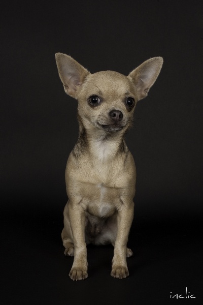 Jet Set's Blue Star Fi-be