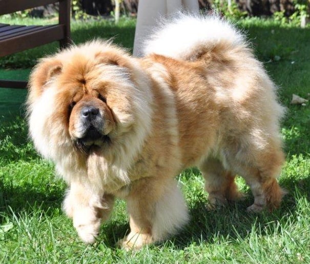 Publication : Mao De La Colombe Auteur : Daniel Verlet