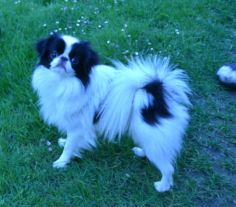 Publication : Du Chène Rouge D'amérique 