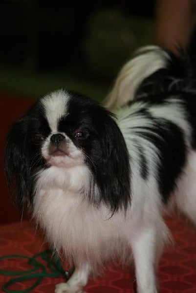 Publication : Du Chène Rouge D'amérique 