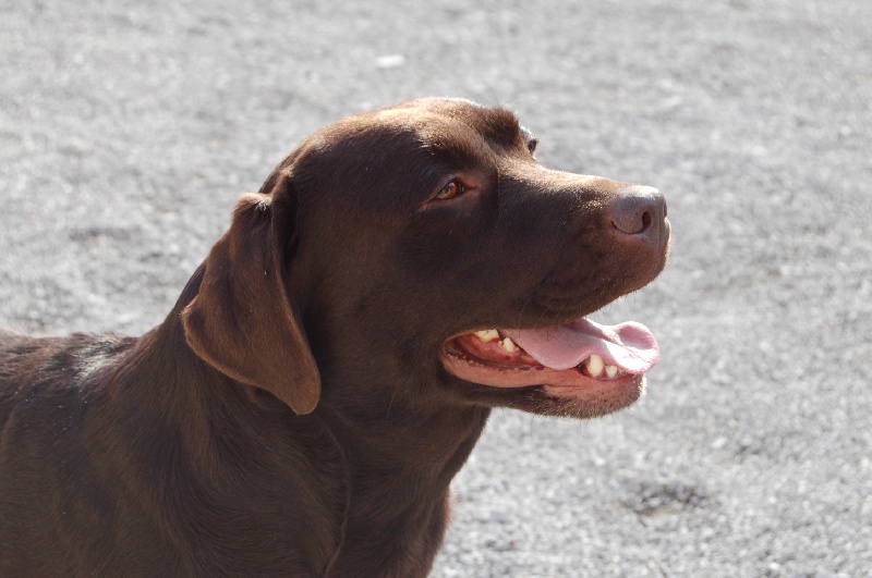 Publication : du taillis madame Auteur : R Landron