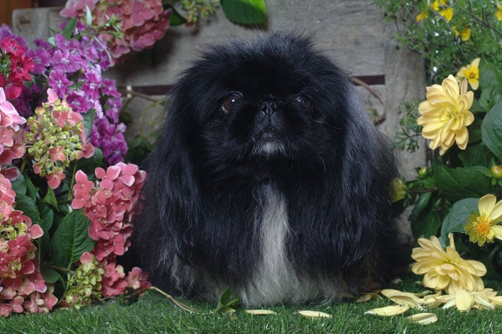 Publication : de Lil Shogun 