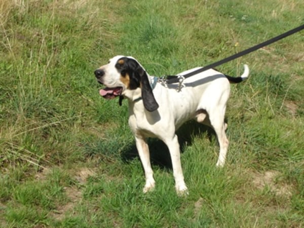 Publication : Des Gascons Du Creux De La Prat 