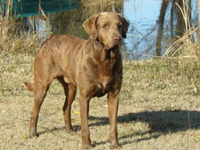 CH. Sueno des oliviers de boheme