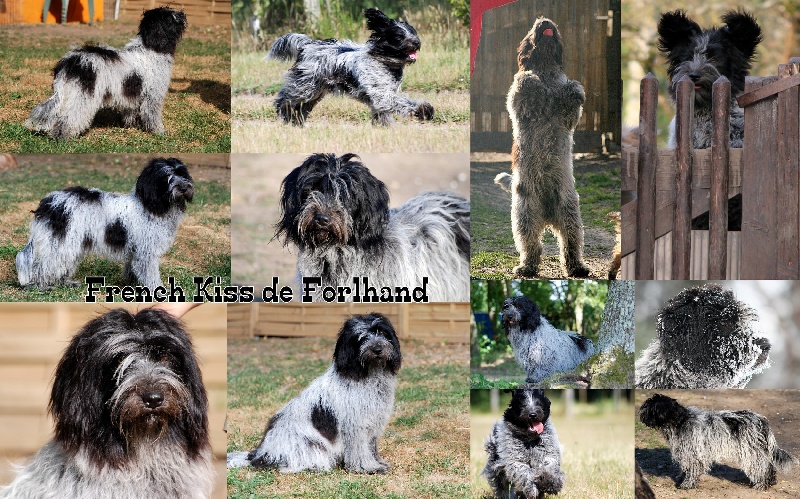 Publication : De La Devette Pastourelle Auteur : Valérie NARCY