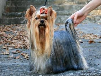 Publication : Alda's GoldStar