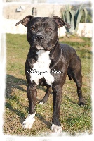Étalon American Staffordshire Terrier - Gladiator black tide dit goliath (Sans Affixe)