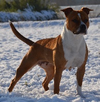 Étalon American Staffordshire Terrier - CH. karballido staffs Rhianna