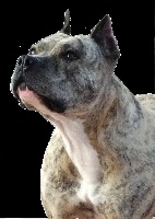 Étalon American Staffordshire Terrier - Angel (Sans Affixe)