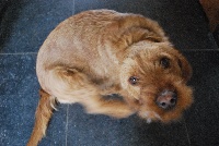 Étalon Basset fauve de Bretagne - Google de Soleilmont