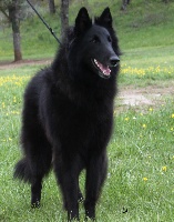 Étalon Berger Belge - Frida des Loups De Mousette
