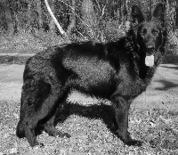 Étalon Berger Allemand Poil Long - awedistra's Jairha de la prolingée