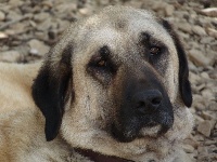 Étalon Berger Kangal - Filiz-kangal du Bonnie Blue Flag