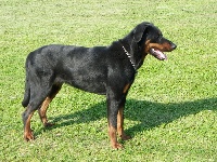 Étalon Berger de Beauce - Douchka de Champreval